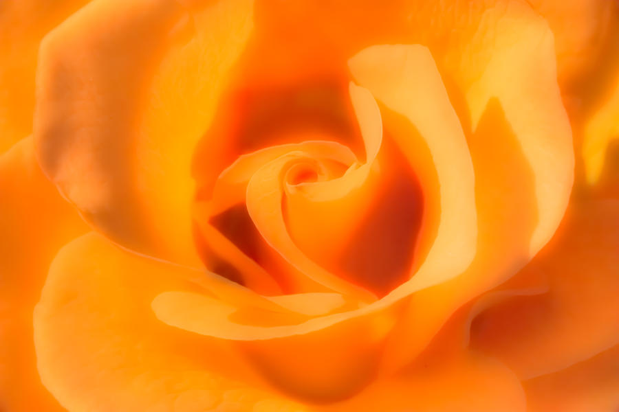 Apricot Tea Rose Photograph