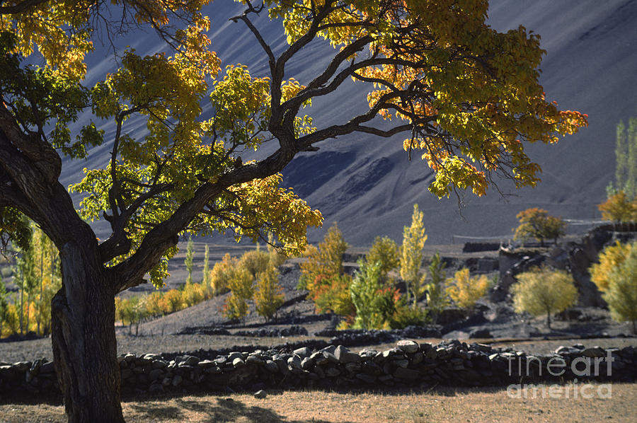 Apricot Tree Ladakh Photograph by Craig Lovell