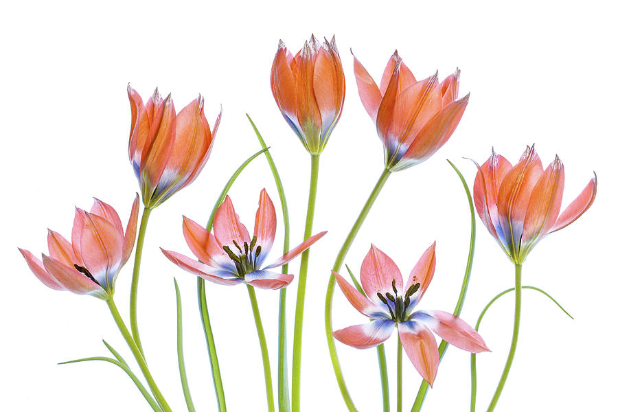 Spring Photograph - Apricot Tulips by Mandy Disher