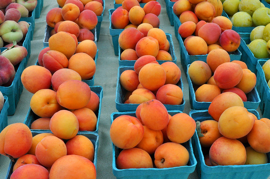 Apricots at Union Square Farmers Market Photograph by Diane Lent