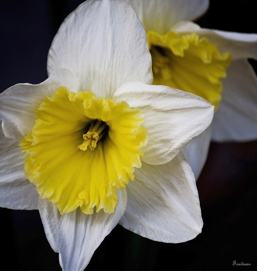April Flowers Photograph by Michael Friedman