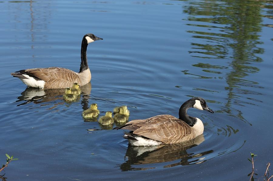 Canada Geese and Goslings #1 Photograph by Jeanne Juhos
