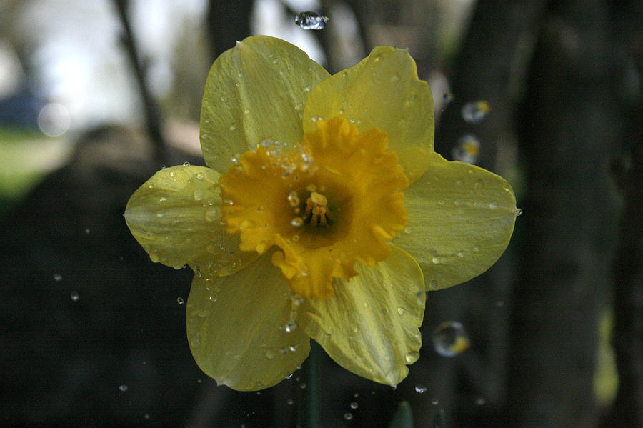 Spring Photograph - April Showers by Kathy Peltomaa Lewis