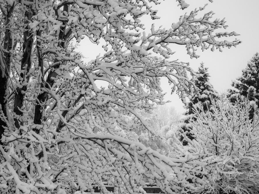 April Snow BW Photograph by Ernest Echols