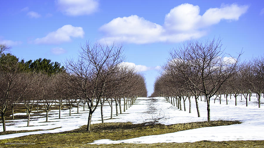 City Photograph - April Snow Michigan Traverse City Cherries by LeeAnn McLaneGoetz McLaneGoetzStudioLLCcom