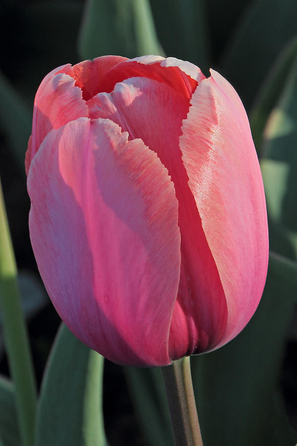 April Tulip Photograph by Theo O Connor