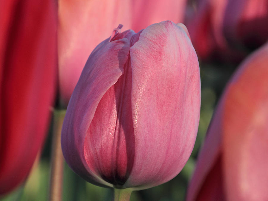 April Tulips Photograph by Theo O Connor
