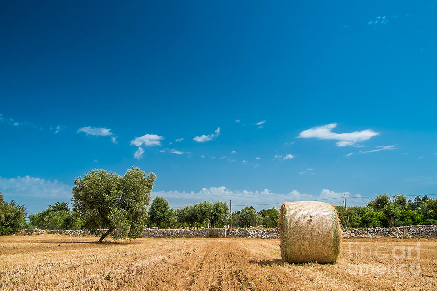 Landscape Photograph - Apulian countryside by Sabino Parente