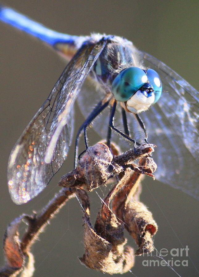 Aqua Dragonfly Photograph by Carol Groenen