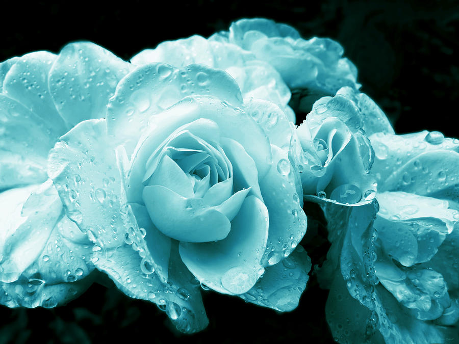 Aquamarine Roses with Raindrops Photograph by Jennie Marie Schell