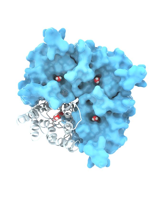 Aquaporin Membrane Protein Photograph by Ramon Andrade 3dciencia ...