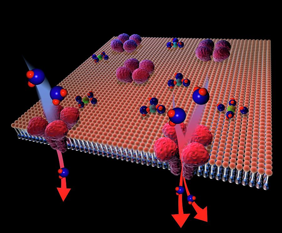 Aquaporin Membrane Proteins by Paul Wootton/science Photo Library