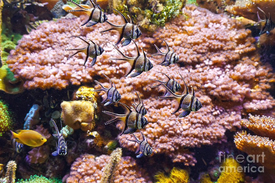 Aquarium - Pterapogon fish Photograph by Antonio Scarpi