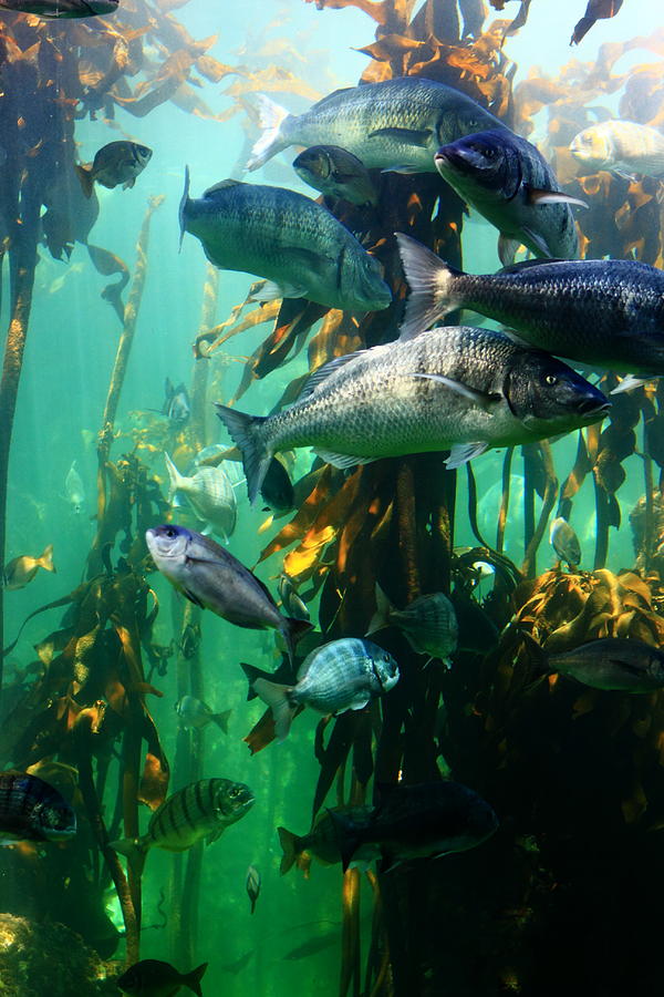 Aquarium Photograph by Aidan Moran