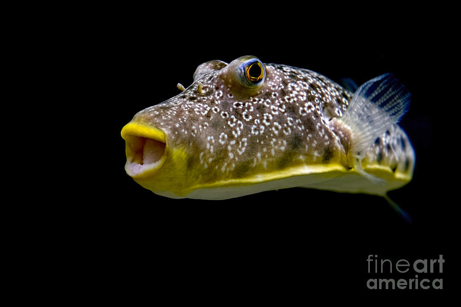 Fish Photograph - Aquarium Fish by David Arment