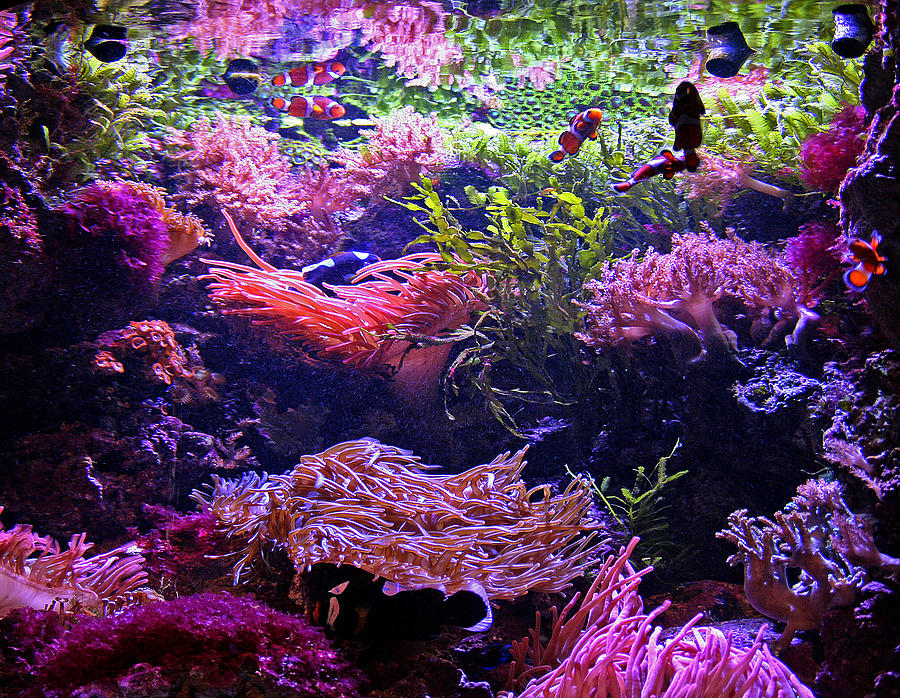 Aquarium Fish Tank Photograph by Richard Krebs