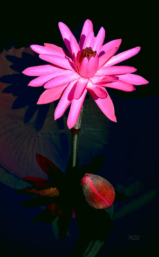 Aquatic Bloom in Pink Photograph by Julie Palencia