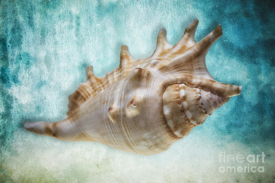Shell Photograph - Aquatic Dreams I by George Oze