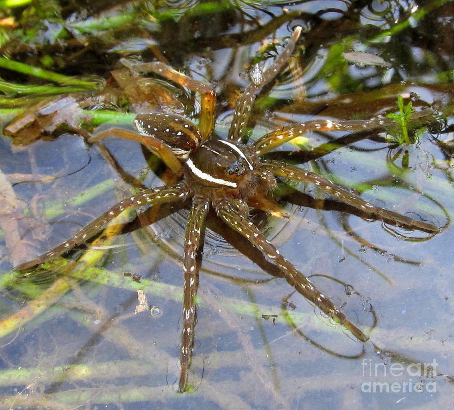 Aquatic Hunting Spider Photograph by Joshua Bales