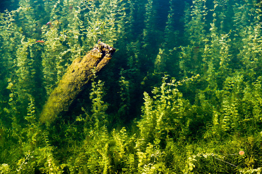 Aquatic Jungle. Deadhead in the shallows. Photograph by Rob Huntley