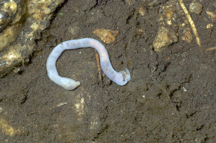 aquatic worm