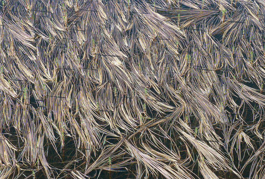 Aquatic Plants Photograph by Simon Fraser/science Photo Library