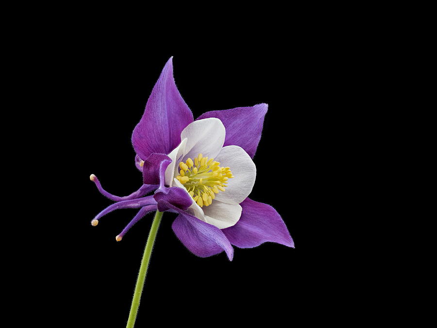 Flowers Still Life Photograph - Aquilegia - Purple by Paul Gulliver