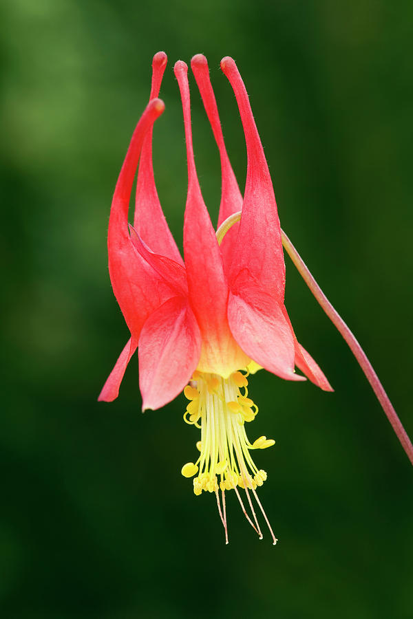 Aquilegia Canadensis little Lanterns Photograph by Geoff Kidd/science Photo Library