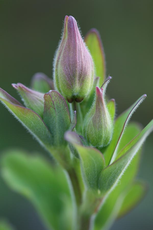 Nature Photograph - Aquilegia In Bud by Mark Severn