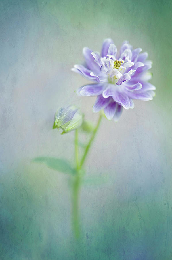 Aquilegia Photograph by Jacky Parker Photography