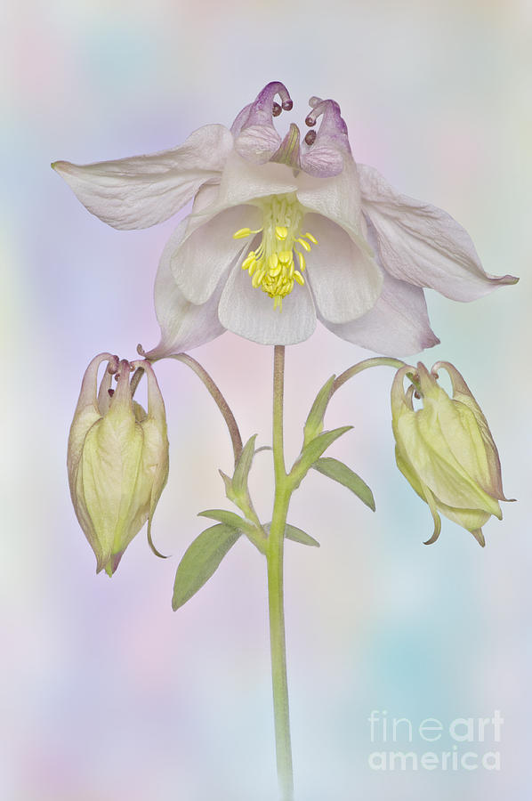 Spring Photograph - Aquilegia Pastel Pink by Jacky Parker