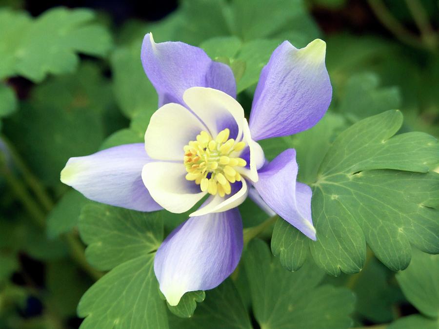 Aquilegia spring Magic Blue And White Photograph by Science Photo Library Aquilegia spring Magic Blue And White Photograph by Science Photo Library