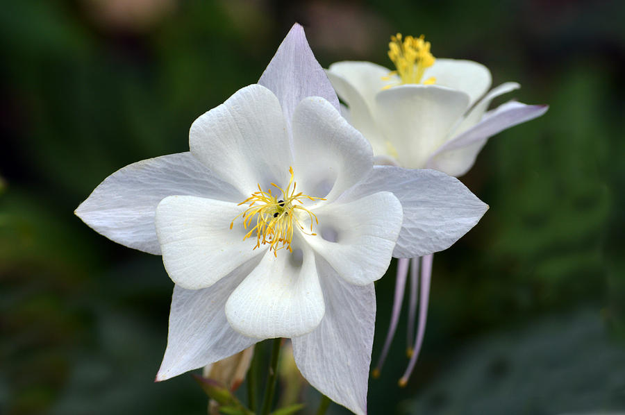 Aquilegia. Photograph by Terence Davis