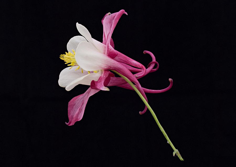 Flowers Still Life Photograph - Aqulegia Hybrid 01 by Paul Gulliver