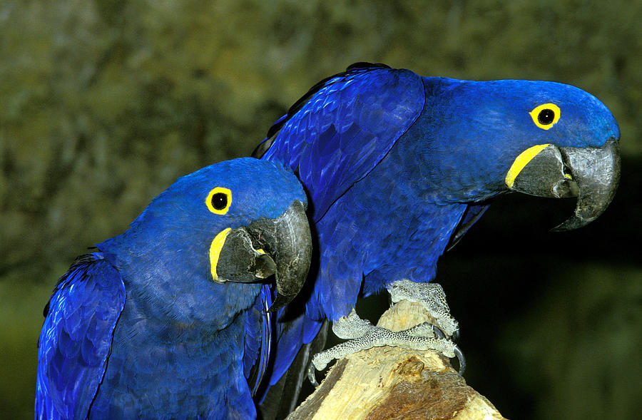 Ara Hyacinthe Anodorhynchus Hyacinthinus Photograph by Gerard Lacz