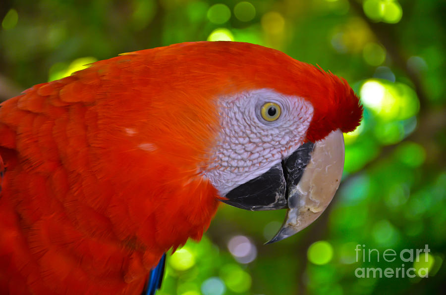 Ara parrot Photograph by PatriZio M Busnel