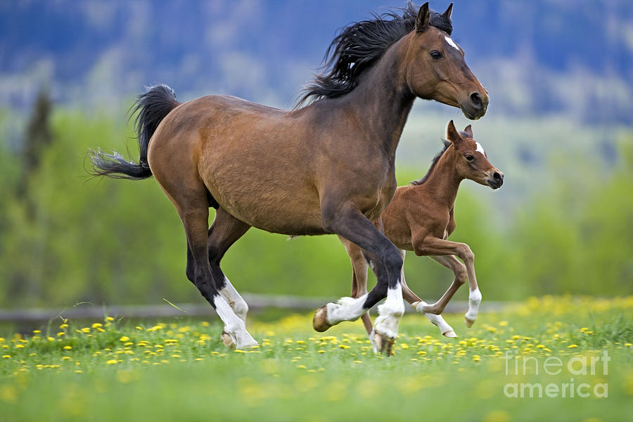 Arabian Bay Mare And Foal Photograph by Rolf Kopfle