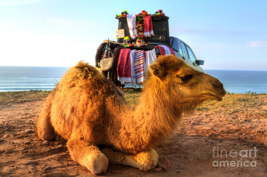 Arabian camel is laying in the sand of the desert of Morocco in Africa Photograph by Gina Koch