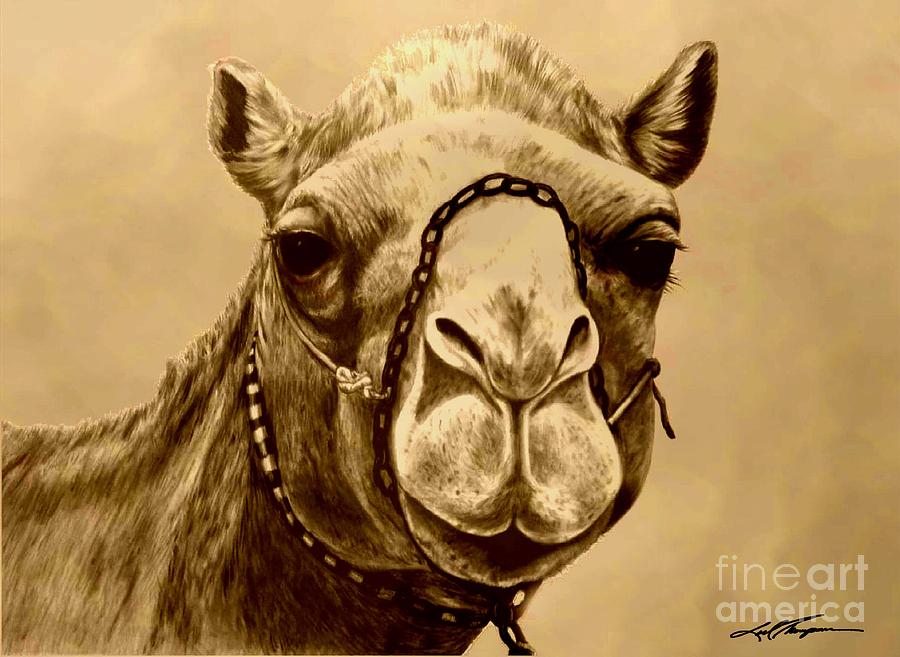 Arabian Camel Drawing by Joel Thompson - Pixels