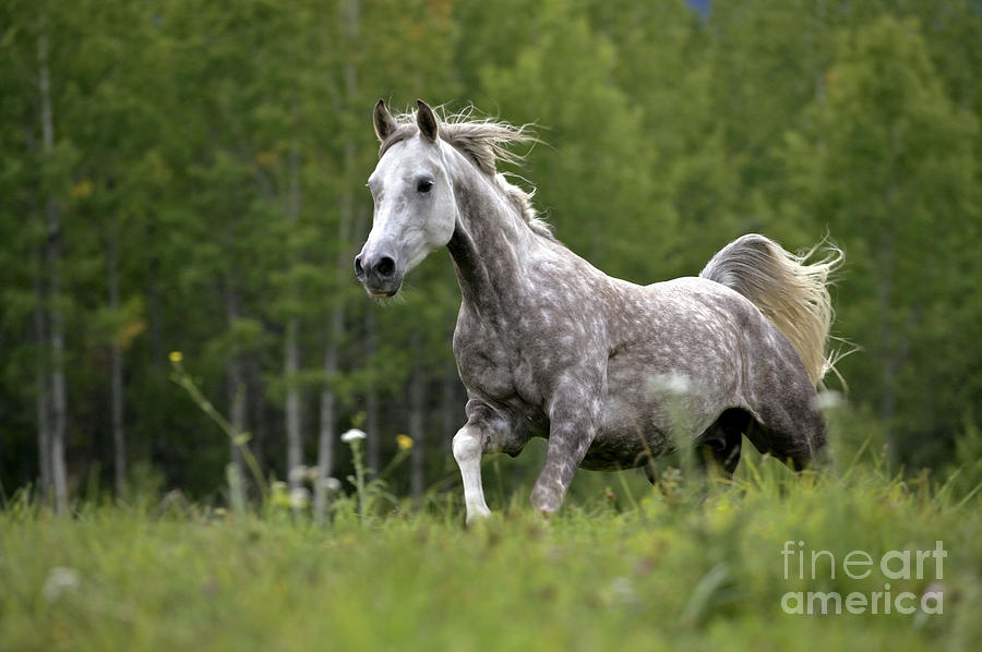 Arabian Dapple Grey Horse Galloping Photograph by Rolf Kopfle
