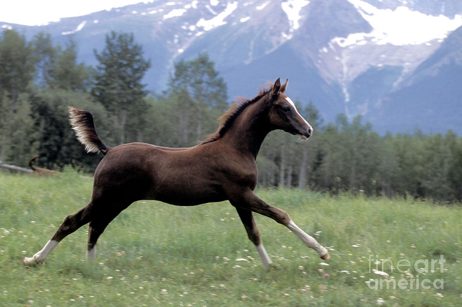 Arabian Foal Running In Pasture Photograph by Rolf Kopfle