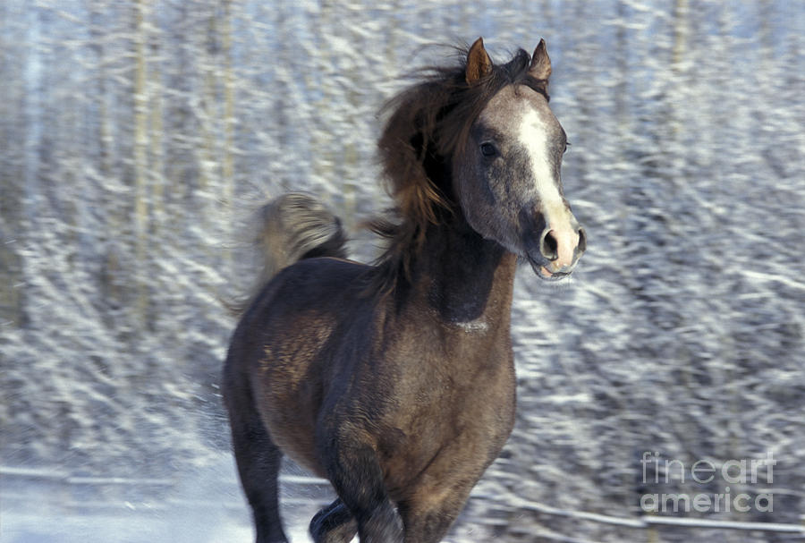 Arabian Galloping In Snow Photograph by Rolf Kopfle