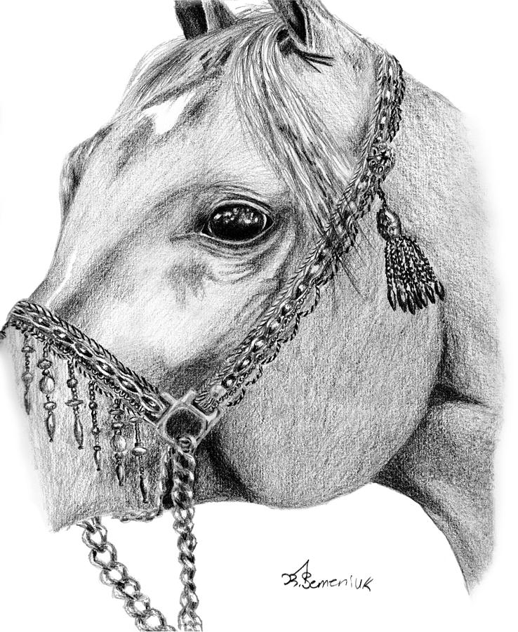 Horse Drawing - Arabian Halter by Kayleigh Semeniuk