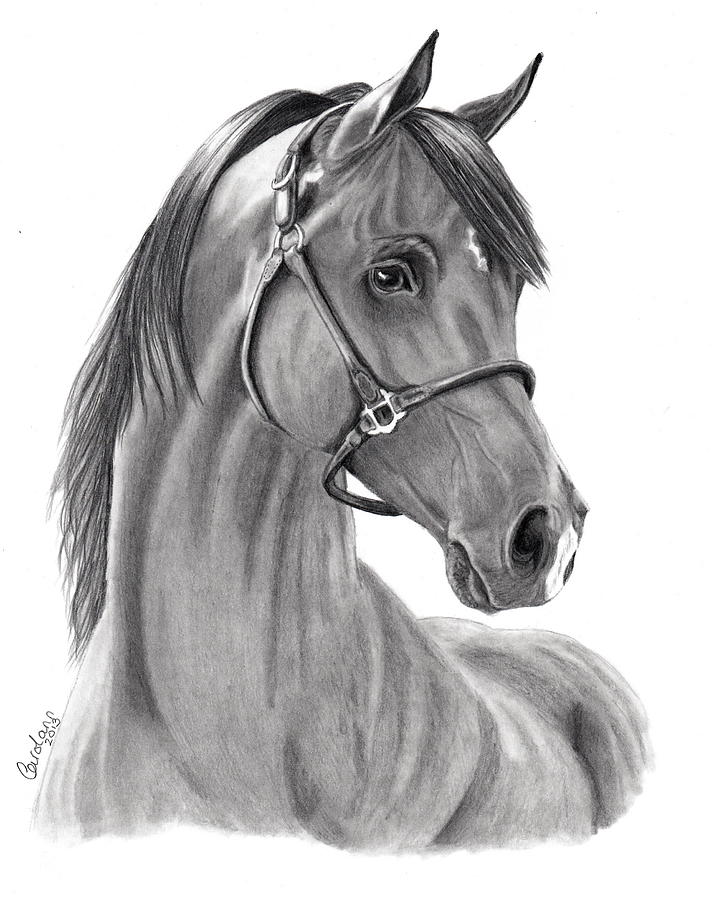 Arabian Horse Drawing by Carol Doran Fine Art America