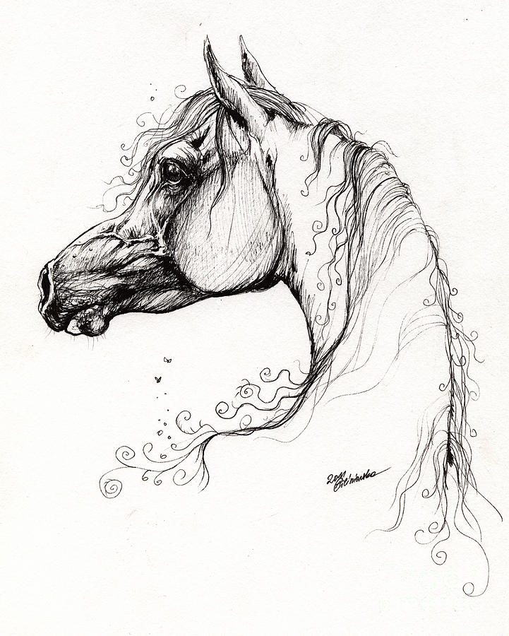 Arabian Horse Drawing 18 Drawing by Angel Ciesniarska