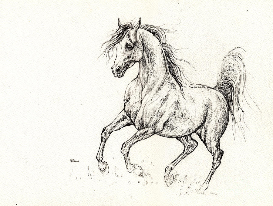 Arabian Horse Drawing 2013 09 13b Drawing by Angel Ciesniarska