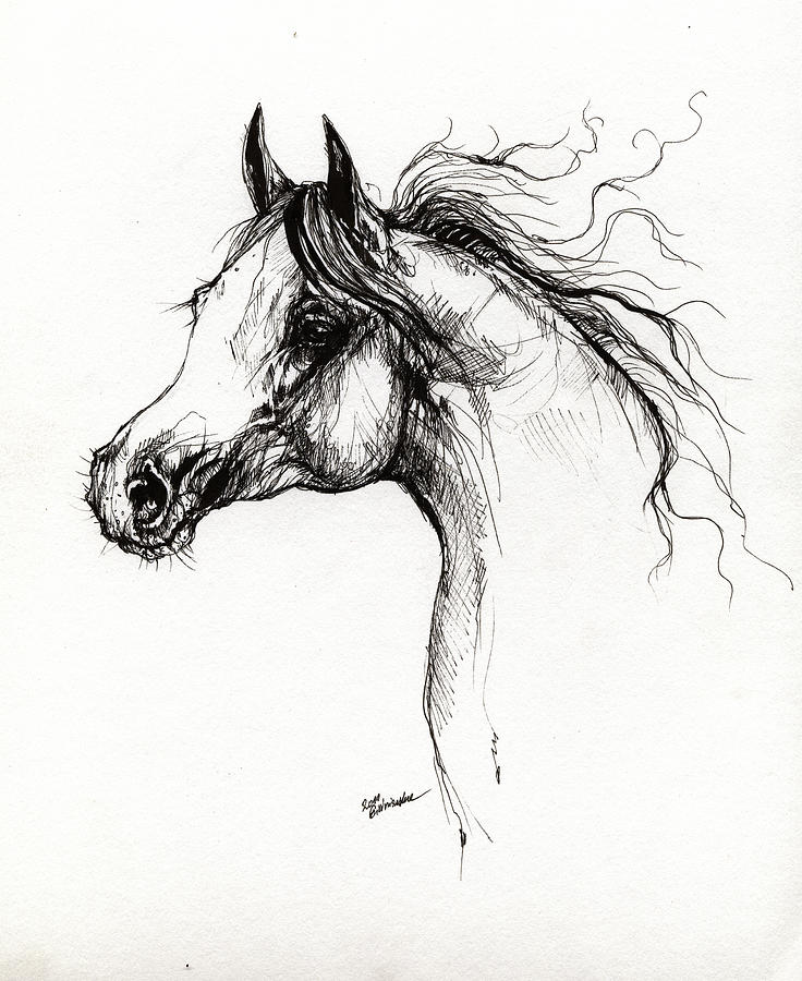 Arabian Horse Drawing 3 Drawing by Angel Ciesniarska
