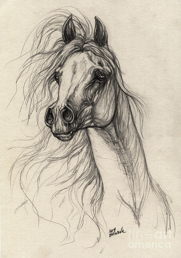 a case drawing pencil Arabian 37 Drawing by Tarantella Horse Angel Drawing