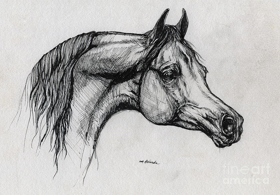 Arabian Horse Drawing 40 Drawing by Angel Ciesniarska