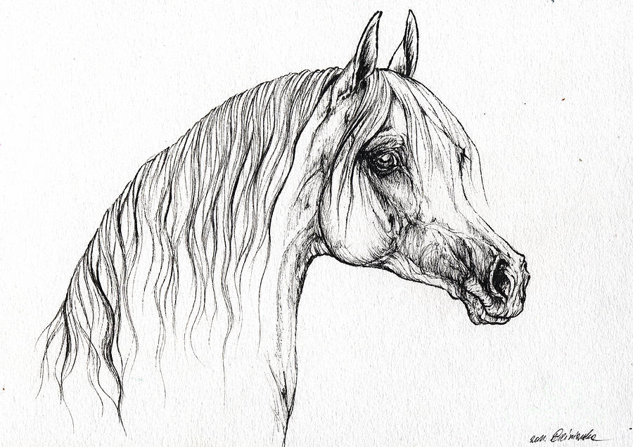 Arabian Horse Drawing 47 Drawing by Angel Ciesniarska